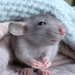 Ventajas Y Desventajas De Tener Una Rata Como Mascota
